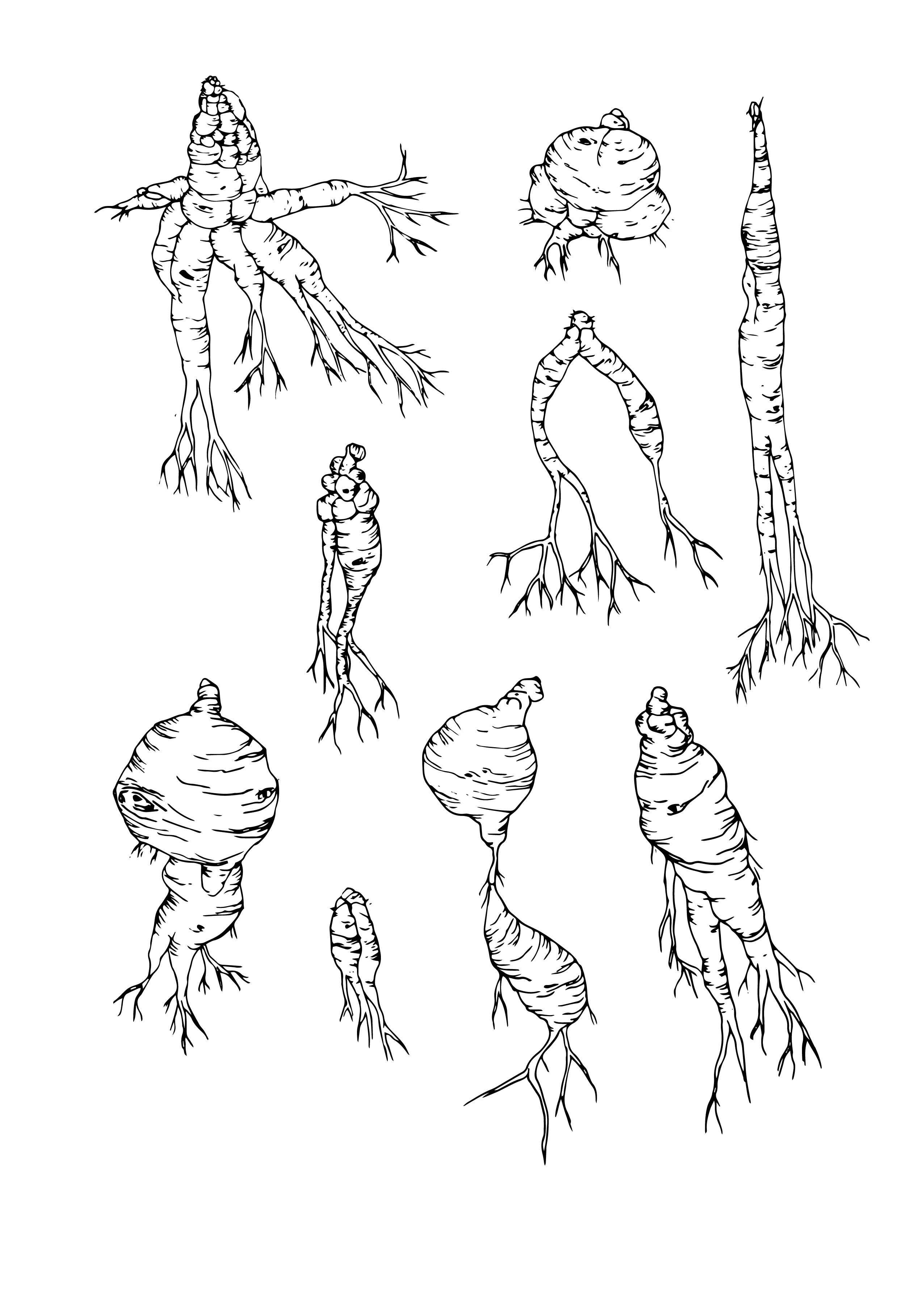 Millennium Ginseng Project 008representatieveafbeelding.jpg
