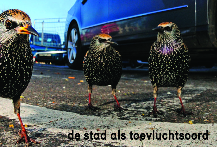 De stad als toevluchtsoord vogelbescherming.jpeg