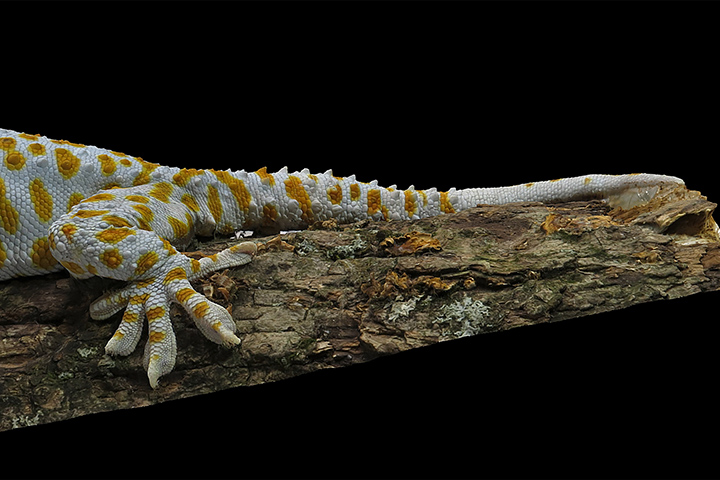 Ark arkweb.jpg