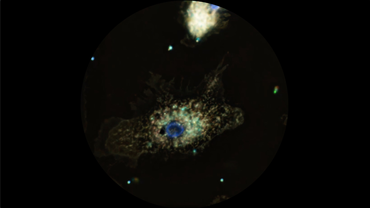 A Sentinel Immune Self macrophagemicroplastics.jpeg