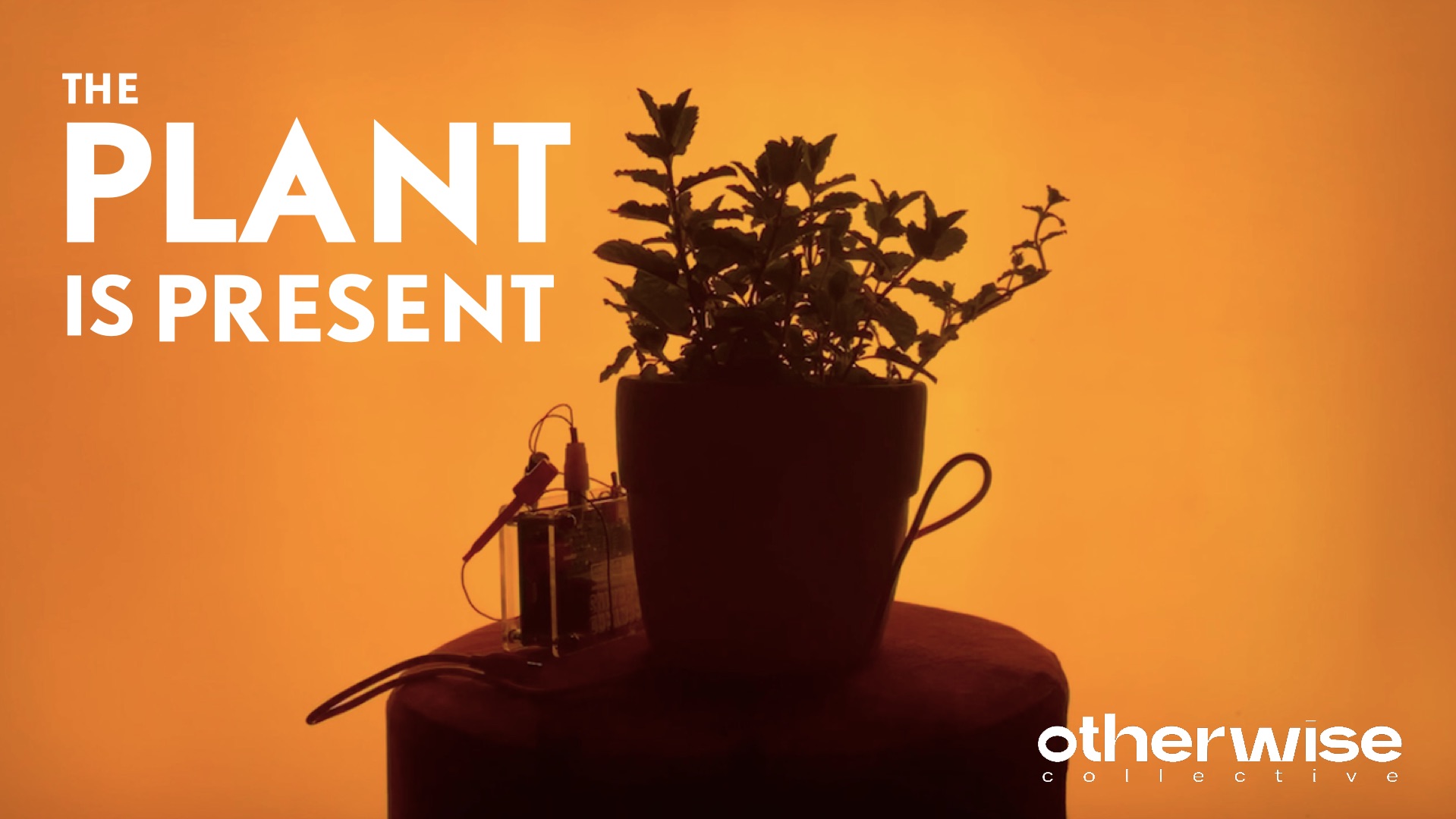 THE PLANT IS PRESENT (The Plant-Human Communication Project) annarileyshepard.jpeg